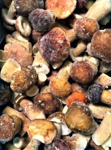 ERICA FUNGHI EXTRA TOP